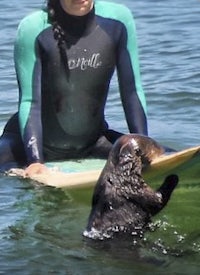 a woman in a wetsuit riding a surfboard with a sea otter