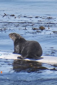 a sea otter is sitting on a surfboard in the water