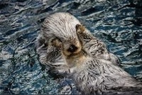 a sea otter with its head in the water